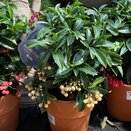Ardisia crenata Bospremium White with stone Terracotta pot