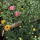 Argyranthemum Peach Eye Jumbo 6 Pack