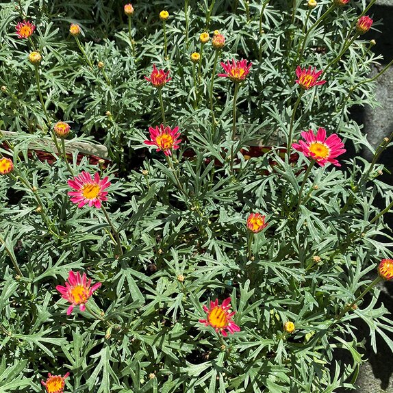 Argyranthemum Red Jumbo 6 pack