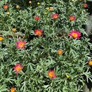Argyranthemum Red Jumbo 6 pack