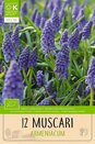Armeniacum Muscari