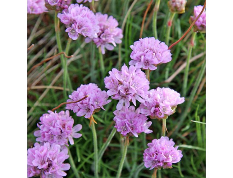 Armeria maritima 1 litre pot