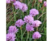 Armeria maritima 1 litre pot