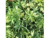 Artemisia Limelight 11cm pot