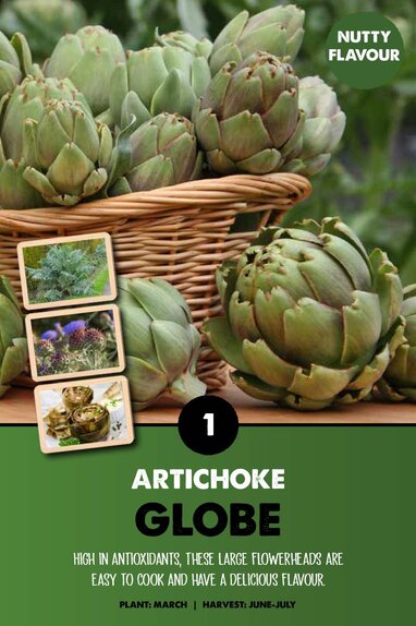 Artichoke Globe (cynara scolymus)