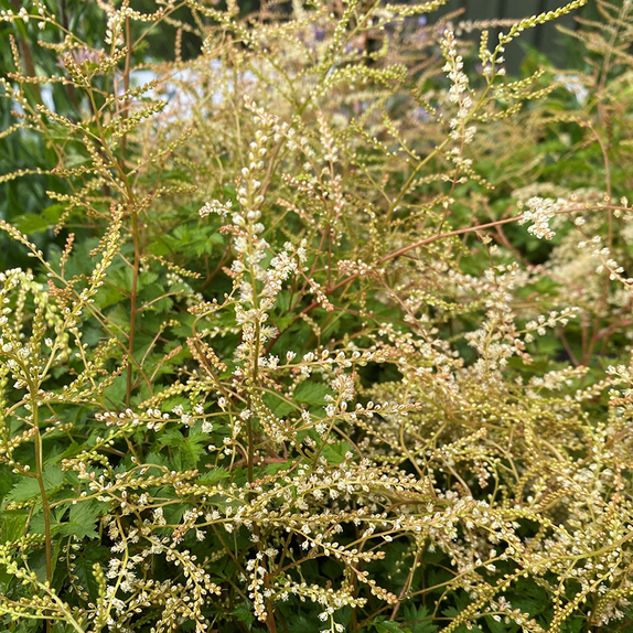 Aruncus Chantilly Lace - image 1