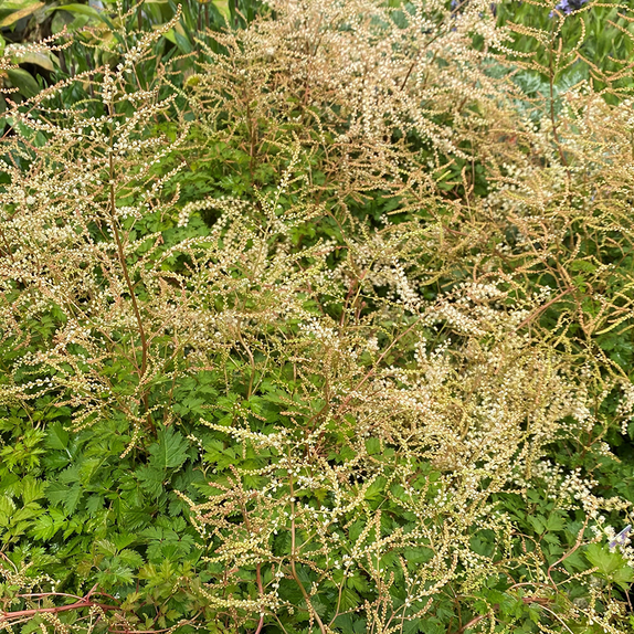 Aruncus Chantilly Lace - image 2