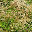 Aruncus Chantilly Lace - image 2