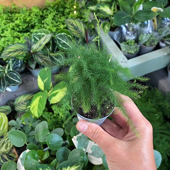 Asparagus Plumosus bambino