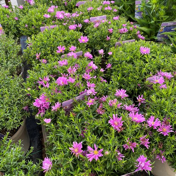 Aster Alpha Light Pink