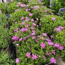 Aster Alpha Light Pink