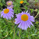 Aster Berggarten - image 1