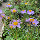 Aster Berggarten - image 2