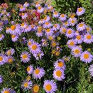 Aster Berggarten