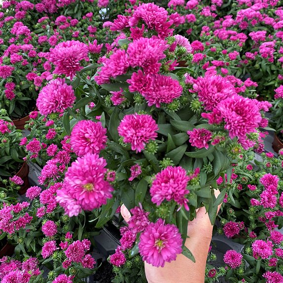 Aster Showmakers 