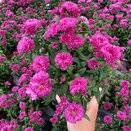 Aster Showmakers 