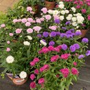 Aster Showmakers mix