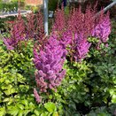 Astilbe Purple Rain