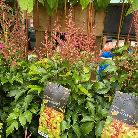 Astilbe x cult.'Younique Ruby Red'