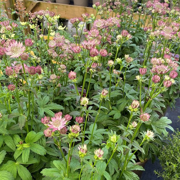 Astrantia Cerise Button