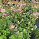 Astrantia Cerise Button