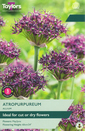 Atropurpureum - Allium