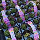Aubrieta 6 pack