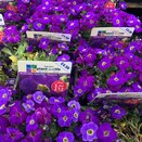 Aubrieta Glacier Violet