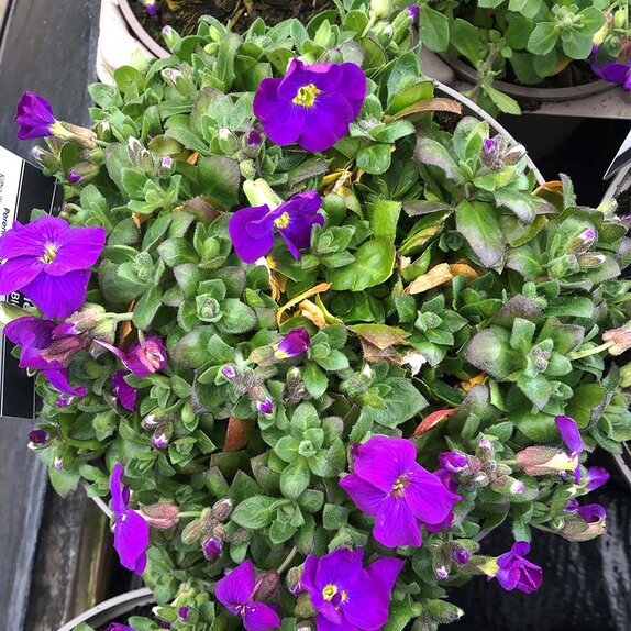 Aubrieta gracilis 'Kitte'