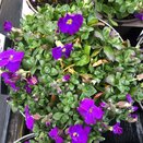 Aubrieta gracilis 'Kitte'