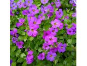 Aubrieta Hamburg State Park 1 litre pot