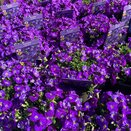 Aubrieta Kitte Blue