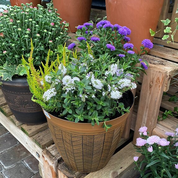 Autumn Container Mix - image 1