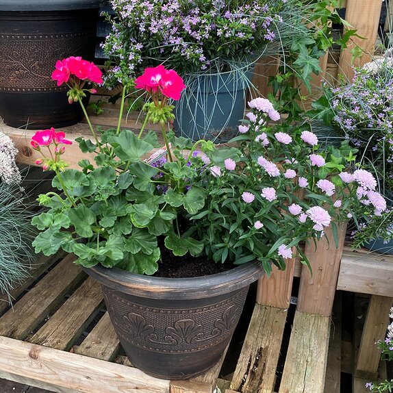 Autumn Container Mix - image 2