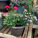 Autumn Container Mix - image 2
