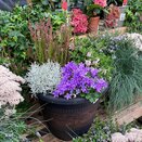 Autumn Container Mix - image 3