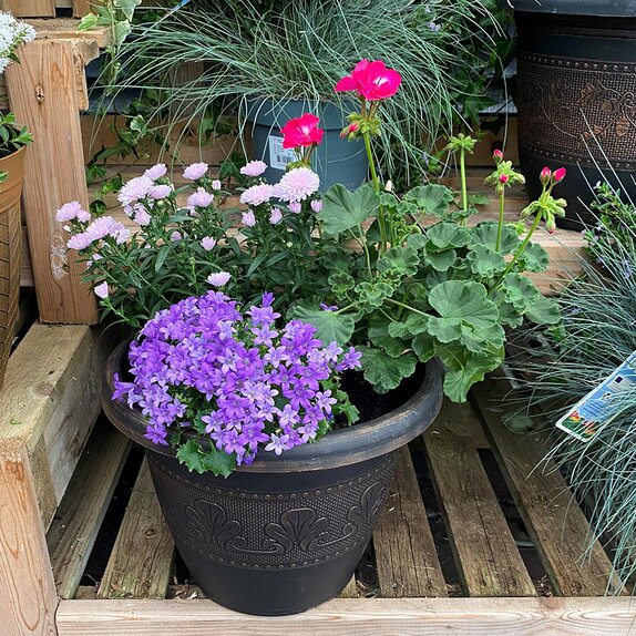 Autumn Container Mix - image 4