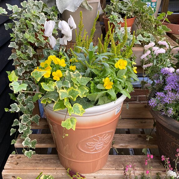 Autumn Container or Hanging Basket mix - image 1