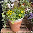 Autumn Container or Hanging Basket mix - image 1