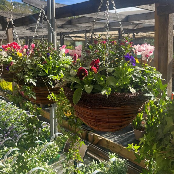 Autumn Container or Hanging Basket mix - image 2