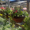 Autumn Container or Hanging Basket mix - image 2