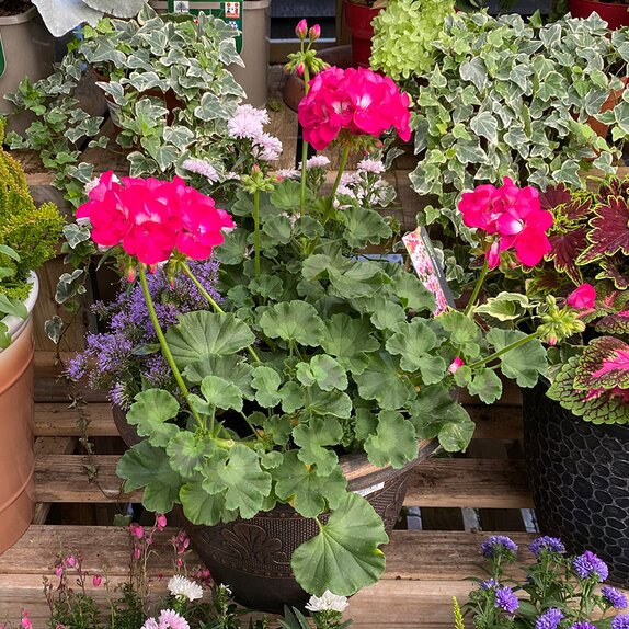 Autumn Container or Hanging Basket mix - image 3