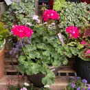 Autumn Container or Hanging Basket mix - image 3