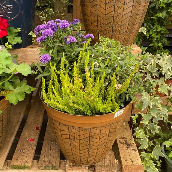Autumn Container or Hanging Basket mix - image 4