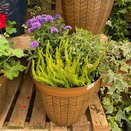 Autumn Container or Hanging Basket mix - image 4