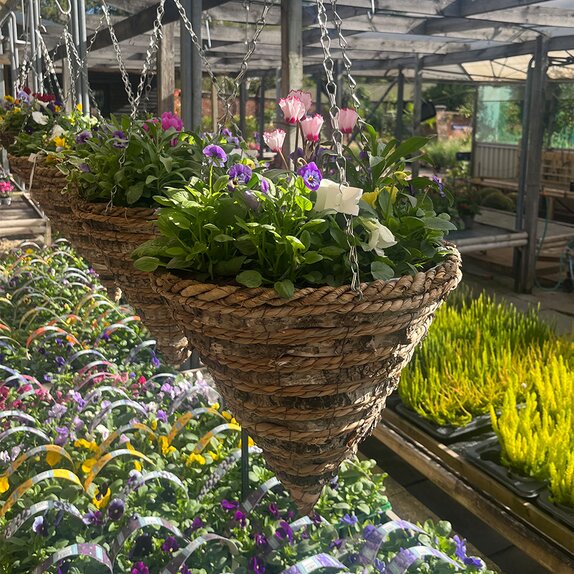 Autumn Container or Hanging Basket mix2 - image 1