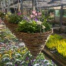 Autumn Container or Hanging Basket mix2