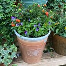 Autumn Container or Hanging Basket mix2 - image 2