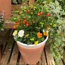 Autumn Container or Hanging Basket mix2 - image 3