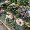 Autumn Container Perennials mix 